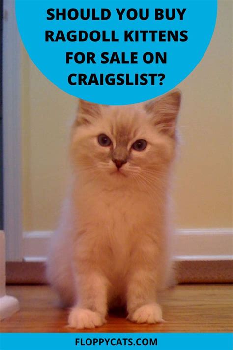 1 - 43 of 43. . Craiglist cats